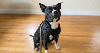 Une petite chienne blessée recevant des soins et de la tendresse après son sauvetage