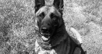 Un vieux chien au regard triste et doux assis dans son box de refuge espérant une adoption.