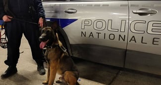Un chien Malinois fier portant un harnais de la police nationale aux côtés de sa maîtresse en uniforme
