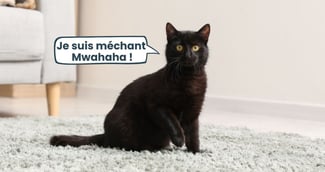 le chat noire