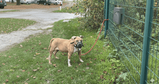 Le chien Ice, 12 ans, American Staffordshire, sauvé par la SPA de Compiègne après un abandon au portail du refuge.