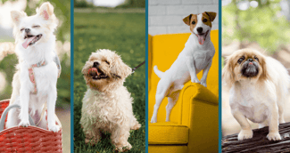 Top 10 des plus petites races de chien 