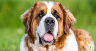 chien saint-bernard