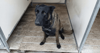 Un Berger Malinois de la police nationale en extérieur, symbole de courage et de loyauté.