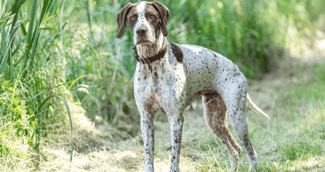 Chien d'arrêt 