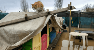 Un chat errant regardant avec tristesse à travers les grilles d'un refuge de fortune entouré de boue.