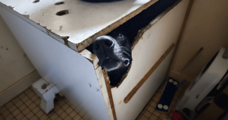 Locki, malinois sauvé de son placard, découvrant la liberté