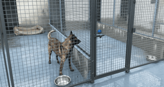 Chien berger malinois triste derrière les barreaux d'un chenil