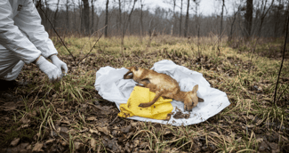 Chien retrouvé mort dans un sac poubelle en forêt d’Ottange