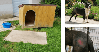 Prison ferme pour maltraitance animale dans le Val-de-Marne