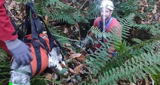 Pompier spécialisé du GRIMP équipé de cordes descendant dans un puits naturel pour secourir un chien.
