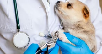 Urgence vétérinaire : un chiot soigné par un vétérinaire 
