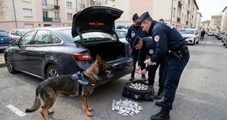 Un chien policier de type Malinois attentif lors d'une mission de recherche stups.  ( image d'illustration )
