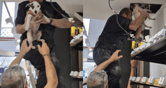 Ipsy le Jack Russell sauvé par les pompiers de Haute-Garonne, sortant du faux plafond de la pharmacie