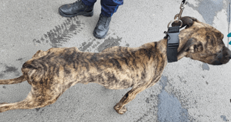 Chien Stafford croisé squelettique sauvé de la maltraitance par la police à Angoulême