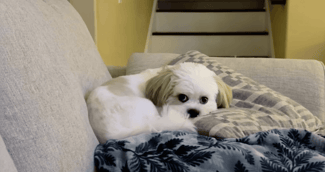 Shih-Tzu blanc et marron allongé sur un canapé avec une expression perplexe et attendrissante