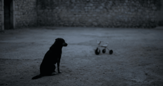 Silhouette sombre d'un chien assis dans une cour vide, évoquant une ambiance tragique et solitaire.