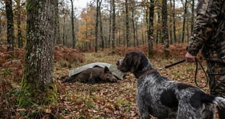 Chien de chasse en forêt, tenu en laisse près d’un sanglier abattu, illustrant la vigilance contre la maladie d’Aujeszky en Creuse