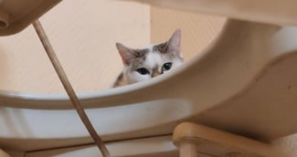 Chat abandonné appartement vide : sauvetage émouvant à Avon