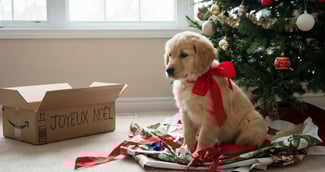 Un chiot mignon avec un gros nœud rouge assis tristement devant un sapin de Noël, illustrant la responsabilité d'un tel cadeau.