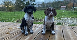 Chiots sauvés d'une poubelle : ils trouvent enfin une famille