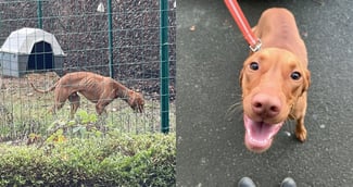 Un chiot Braque Hongrois ému dans les bras de son propriétaire après son sauvetage.