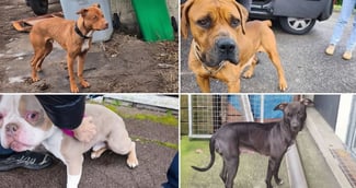 Livry-Gargan : 4 chiens sauvés grâce à une évasion héroïque