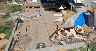 Chiens rescue amaigris sauvés près de Nantes avec des bénévoles de la SPA