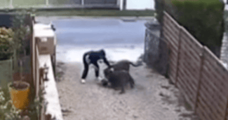 Petit chien effrayé après une attaque dans la rue à Apremont