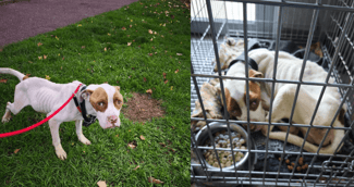 Alpha, le chien rescapé de maltraitance, recueilli à Saint-Gratien