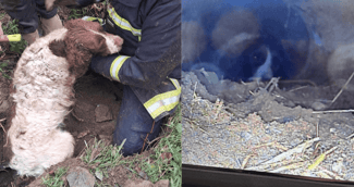 Les pompiers émus entourent le chien sauvé, enfin libre, à Nouzerolles