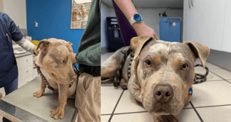 Grizzly le chiot, avec son collier incrusté guéri, regardant tendrement après son sauvetage émouvant