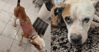  Gros plan sur le regard triste d'un chien au pelage blanc et marron, symbole de la lutte contre la maltraitance animale.