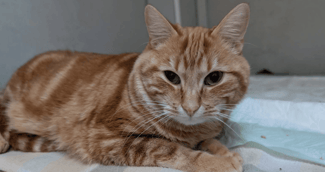 Chat roux blessé sauvé après avoir été jeté du balcon à Foix