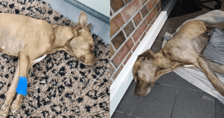 Une petite chienne en convalescence recevant des soins attentifs dans une clinique vétérinaire.