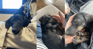 Adoption : Des chiots Teckel sauvés cherchent une famille