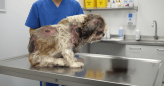 Petit chien Stan blessé après avoir été traîné par le tramway de Nice, soigné par un vétérinaire