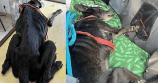 Lucky, le chien emmacié secouru par la SPA de Thionville, couché au bord d’un étang, entouré de bénévoles émus