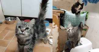 Chats secourus dans des cages sales d’un élevage clandestin