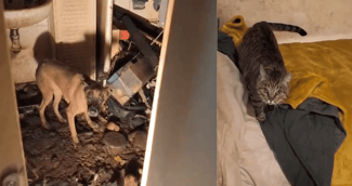 Chien apeuré et chat caché dans un appartement sombre, sauvés par une association de protection animale.