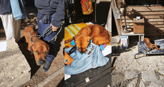 Zaf, chien sauvé à Nîmes, maigre mais vivant, entouré de bénévoles de l’association Toutous et Minous