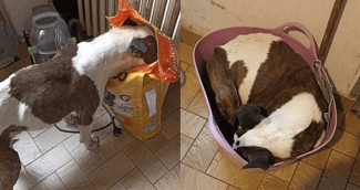 Le chien Bull Terrier Gadjete sauvé de la faim par la Fondation 30 Millions d’Amis en Seine-et-Marne