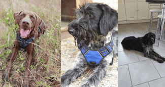 Portrait des trois chiens disparus, Hacker, Jumbo et Marius, réunis sur une même image, symbolisant l’espoir de les retrouver.