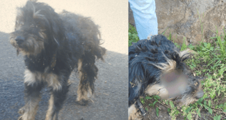 Chien blessé et ligoté, secouru près d’un champ de canne à La Réunion, scène bouleversante et pleine d’émotion
