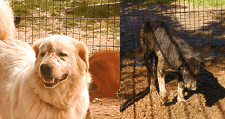 Chiens et chats secourus, regard triste, derrière des barreaux de refuge du Var après une opération de sauvetage