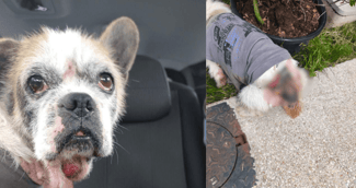 Mabrouk, chien de 9 ans au regard triste, hospitalisé après une grave négligence, recevant ses premiers soins dans un refuge. 
