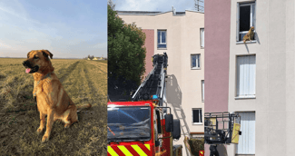 La chienne Tialy secourue par les pompiers sur une échelle devant la fenêtre d’un immeuble, scène émotive à Bourges