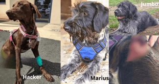 Les trois chiens Jumbo, Hacker et Marius réunis : regards complices, pelages contrastés, réunis dans l’attente d’un avenir serein, symbolisant espoir et tendresse après l’épreuve.
