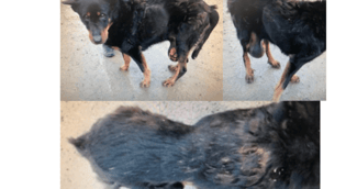 Chienne croisée beauceron, rescapée et émue, après son opération décisive.
