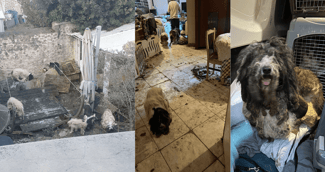 Chiens croisés caniches en mauvais état, secourus et toilettés par des bénévoles